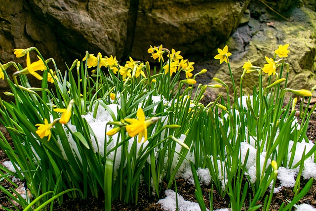 Flowers in the snow